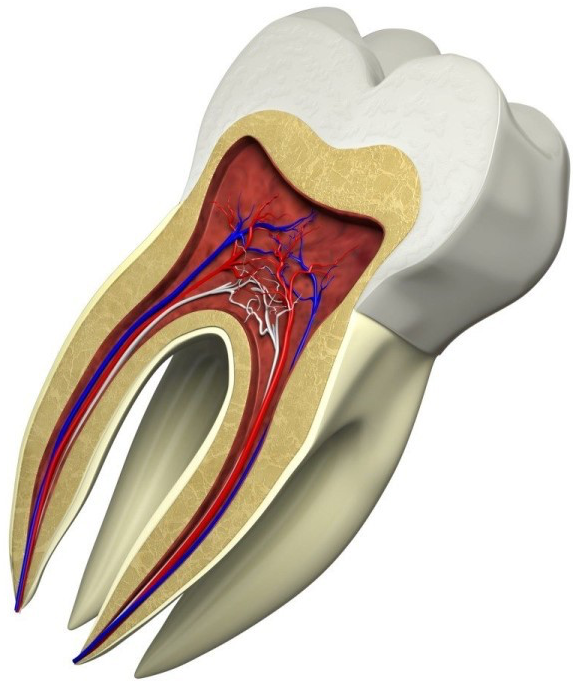 Dantų Kanalų gydymas (endodontija)